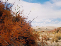 �ɿ�����������ӹ��ظ�������ϡֲ��